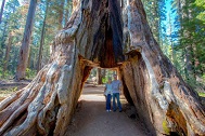 Woodworking Industry News Giant sequoia tunnel tree shattered by massive storm